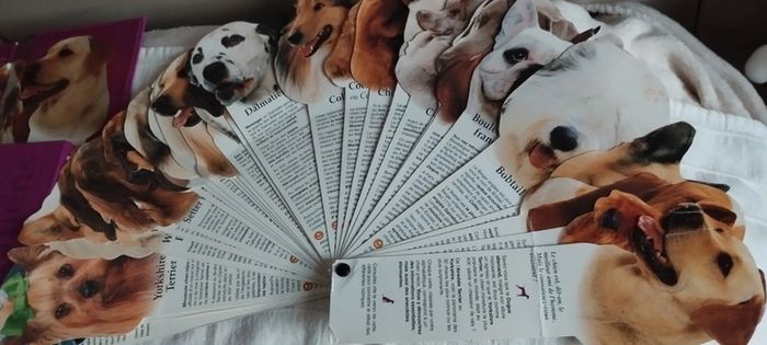 L'éventail des Chiens - photo numéro 4