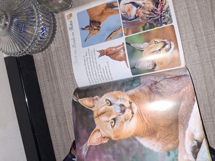 Livres animaux Les félins du monde - photo numéro 2