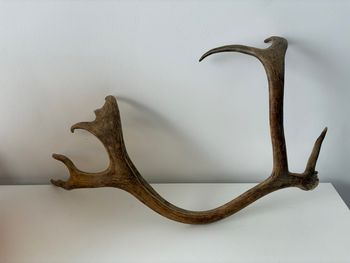 Authentique Bois de daim - 60 cm - très bon état 