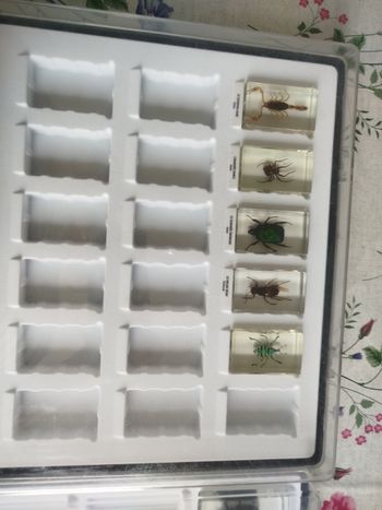 Insectes collection