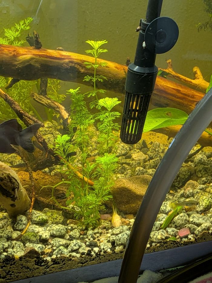 Plantes - photo numéro 2