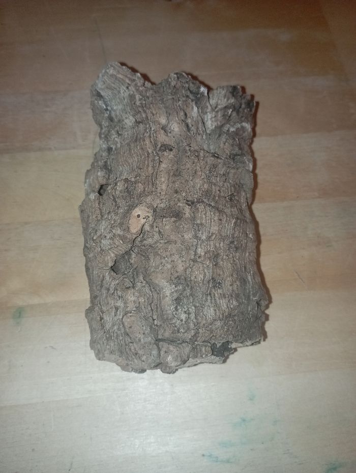 Décoration terrarium