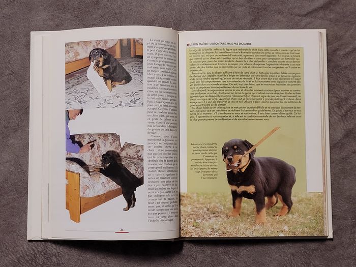 Le Rottweiler Filippo Cattaneo - photo numéro 3