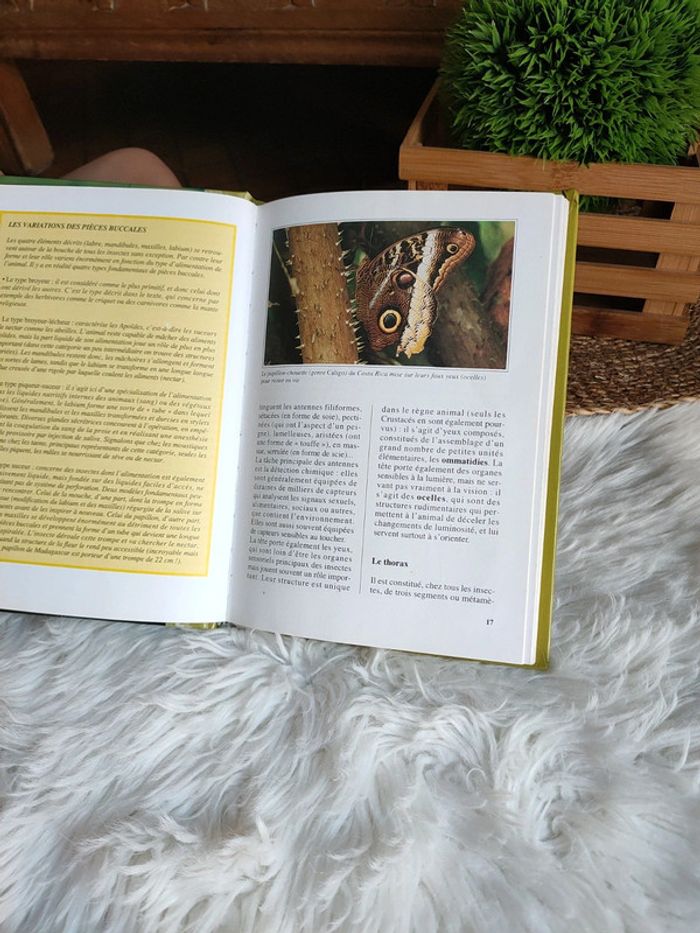 Livre les insectes de Yves Masiac - photo numéro 2