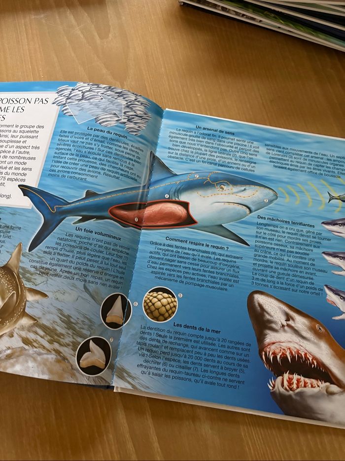 La grande imagerie - photo numéro 10