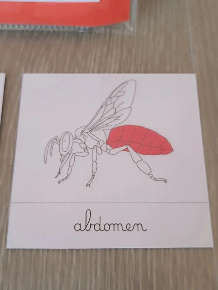 Cartes de nomenclature de l'abeille - photo numéro 3
