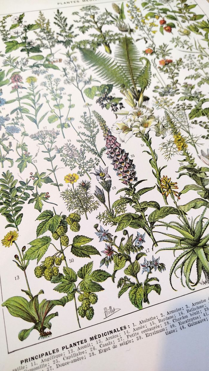 Affiche sur les plantes médicinales "absinthe", d'après une lithographie de 1928 - photo numéro 6