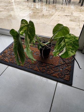 Monstera Variegata Albo Splendide - Plante en pot