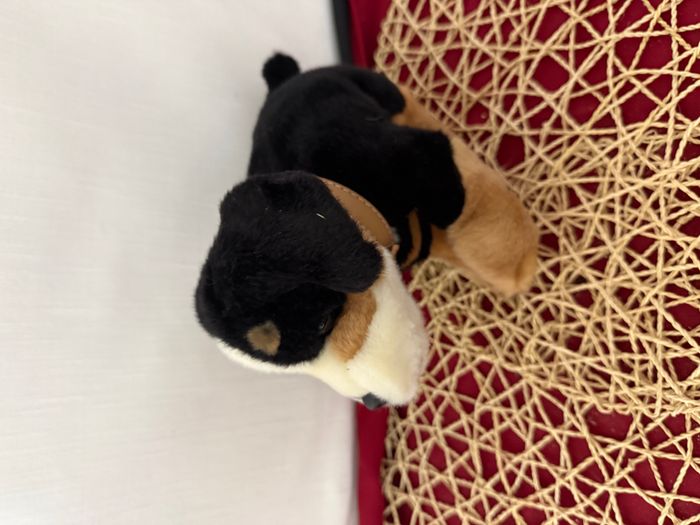 doudou chien bouvier bernois ami plush - photo numéro 8