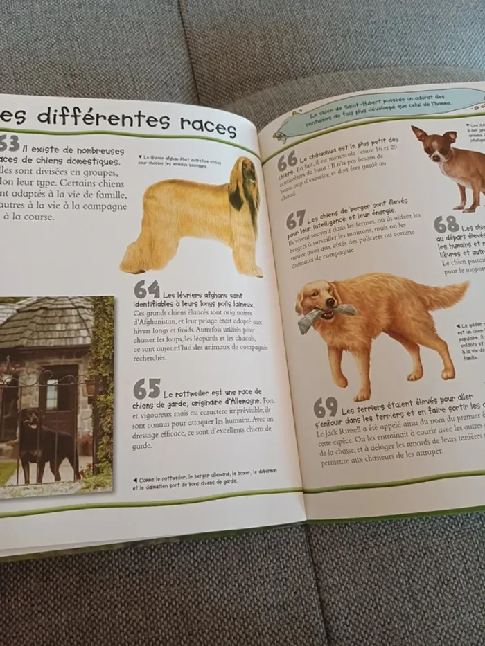Livre les chiens, 100 infos à connaître - photo numéro 6
