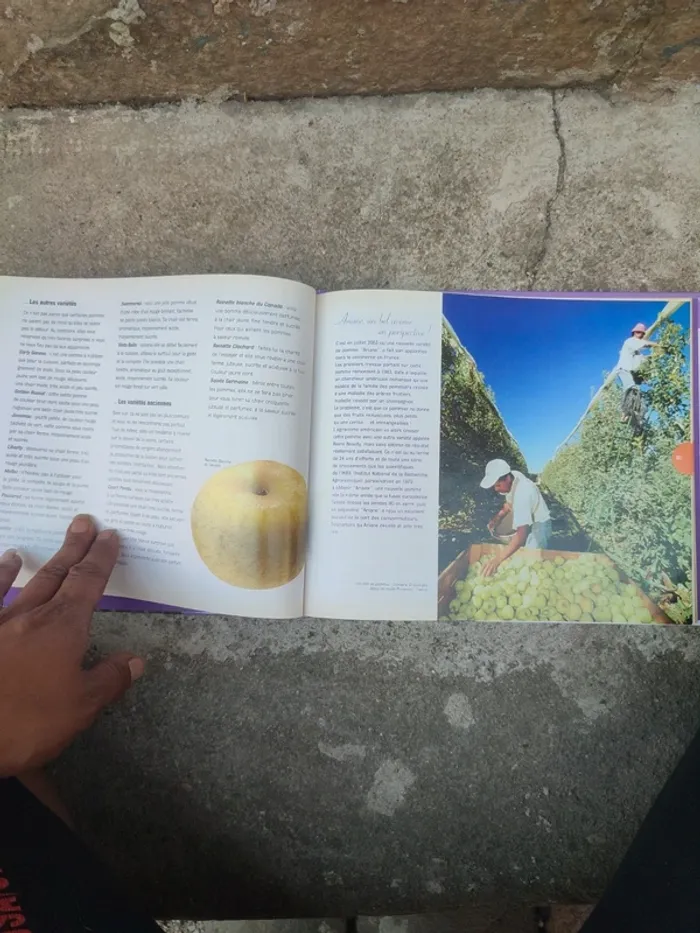 Livre et tout commence avec la pomme - photo numéro 12
