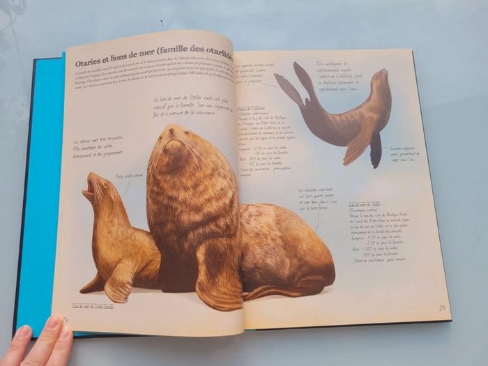 Très beau livre grand format : 🦈 Les Animaux Marins du Monde 🐋 Grenouille éditions - photo numéro 6