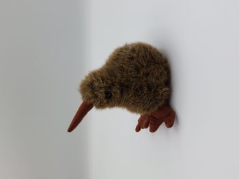 Petite Peluche doudou Kiwi marron PROKIWI International 2006 New Zealand son HS