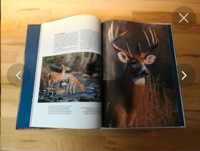 Livre les ruminants sauvages - photo numéro 3