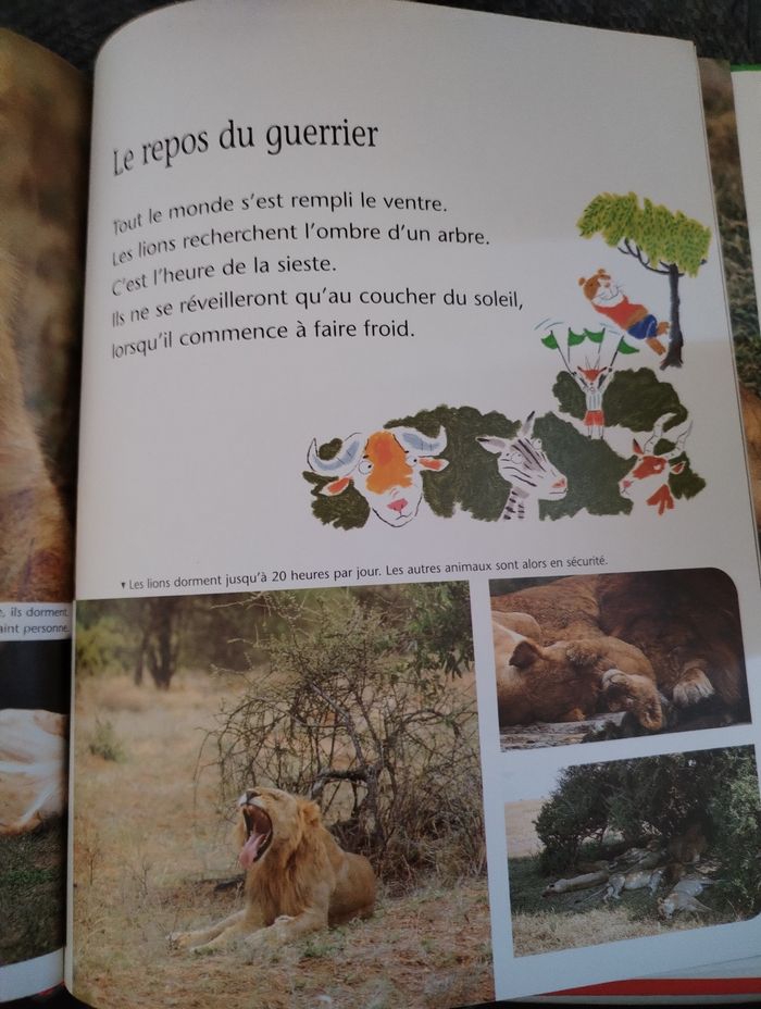 Livre "Le lion" Éditions du Korrigan en très bon état - photo numéro 3