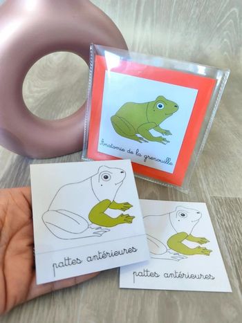 Cartes de nomenclature de la grenouille