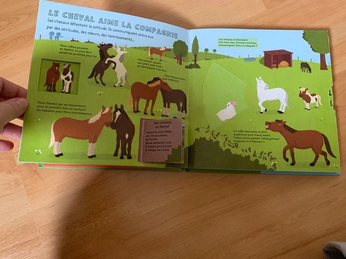 Kididoc les chevaux et les poneys - photo numéro 5