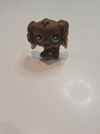Petshop chien marron yeux étoile