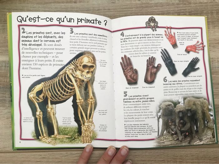 100 infos a connaître « les singes » - photo numéro 3