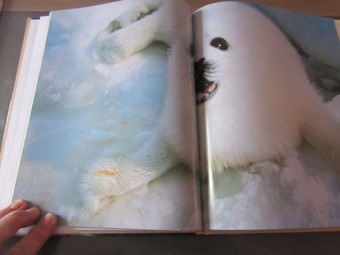 Livre "Animaux du monde Vie sauvage Larousse - photo numéro 6
