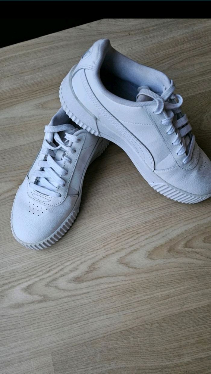 Puma carina - photo numéro 2