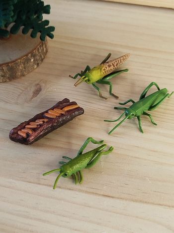 Cycle de vie Sauterelle Figurine insecte
