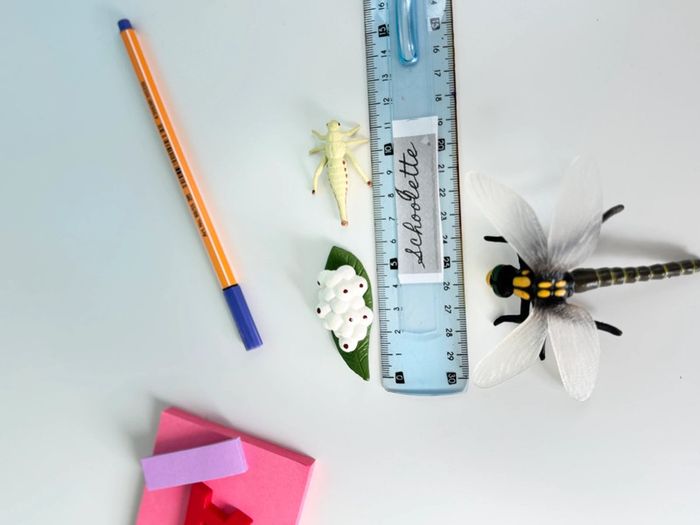 Cycle de vie: Figurines de la Libellule (Langage, sciences.) - photo numéro 12