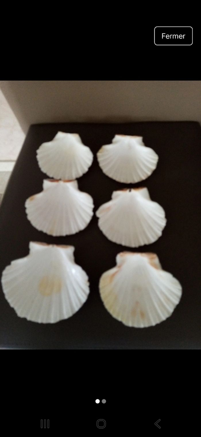 6 coquilles