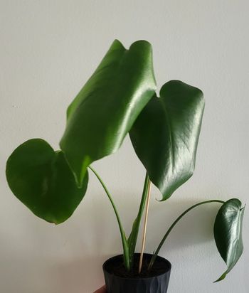 Monstera deliciosa