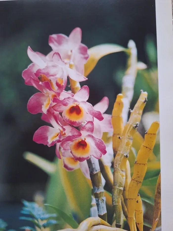 Très beau livre sur les jardins belles illustrations - photo numéro 2