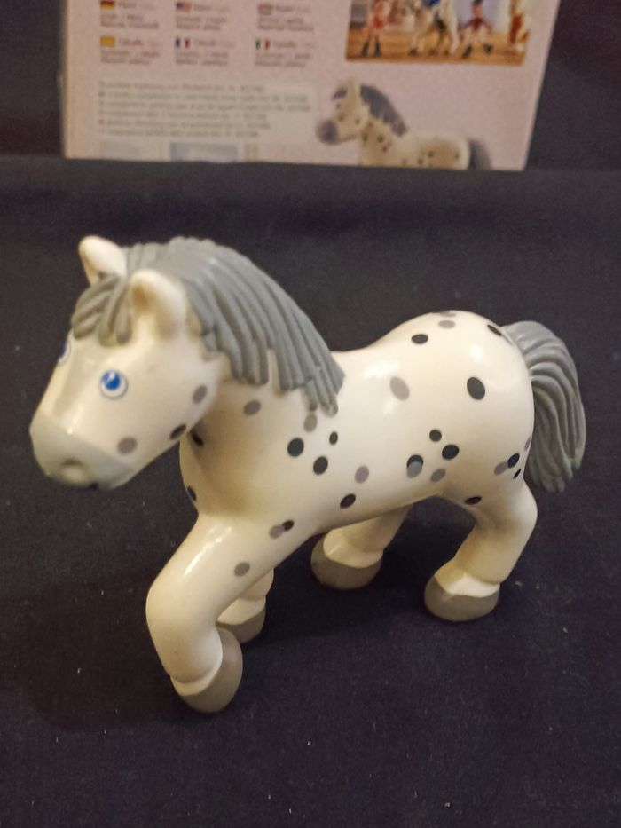 Cheval Pipa Haba - photo numéro 6