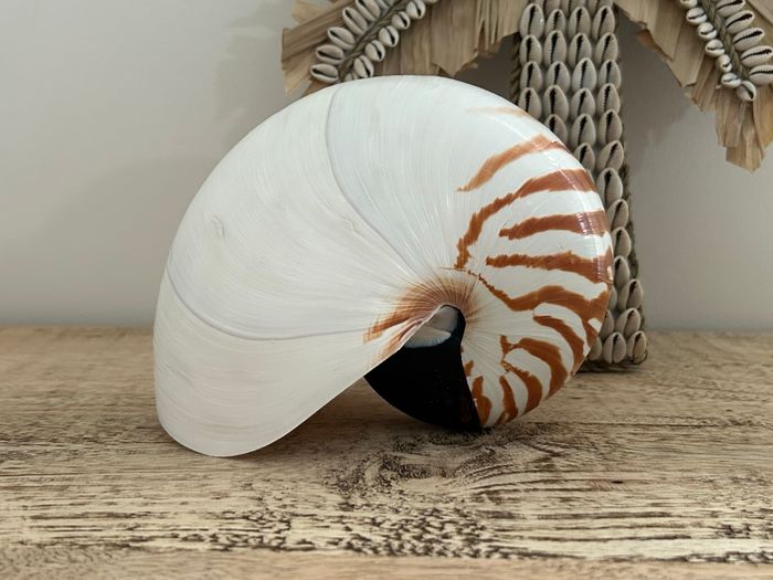 Grand coquillage nautile - photo numéro 4