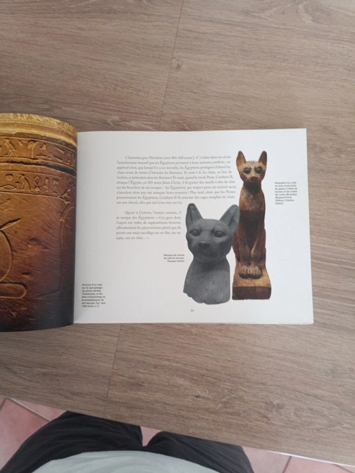 Star de chat et chats de stars - photo numéro 6