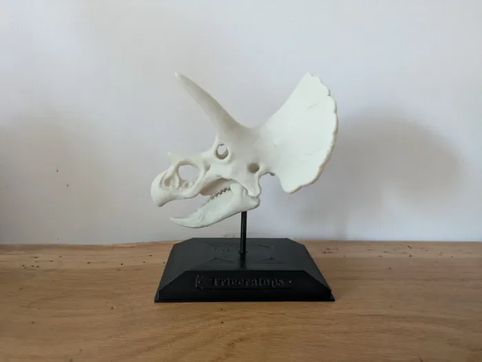 Crâne de triceratops sur socle - photo numéro 2