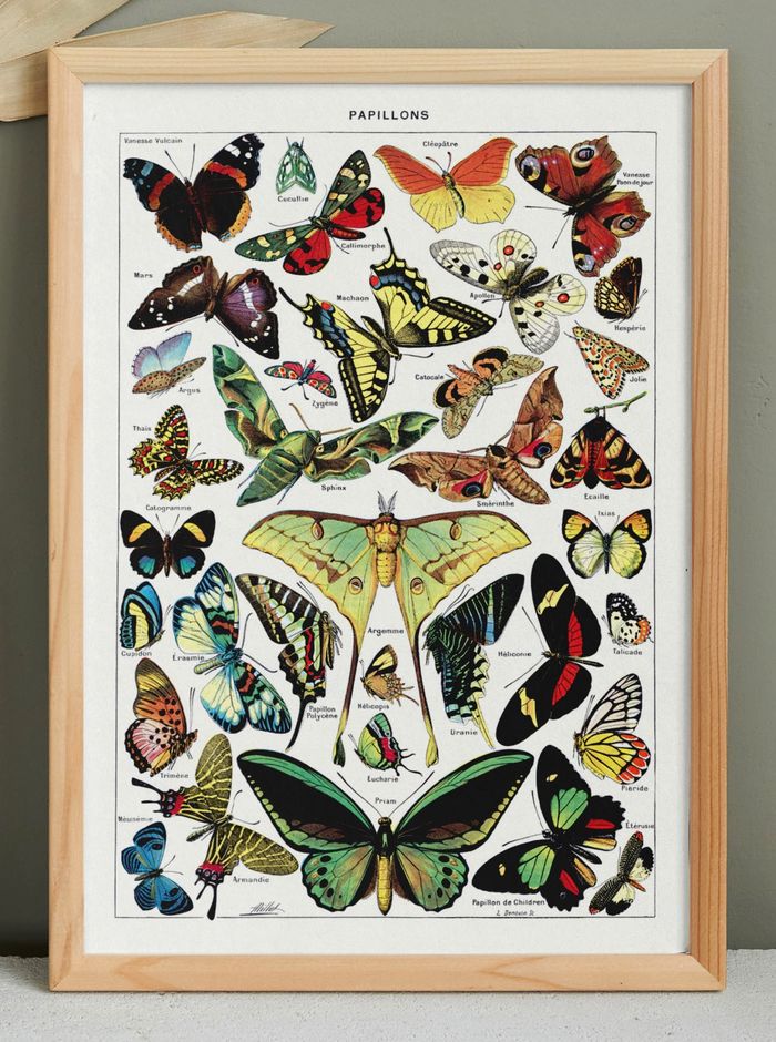🦋 Affiche sur les papillons, d'après une illustration ancienne de 1928