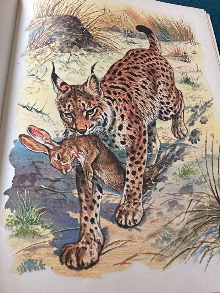 1981 Livre ancien rare Les Animaux Prédateurs Robert Dallet Lito Paris illustrateur Hermès - photo numéro 6