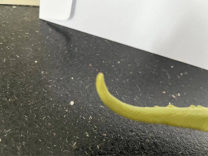 figurine Dinosaure 🦖 - photo numéro 14