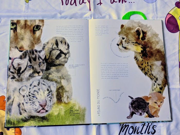 Livre bébés animaux - photo numéro 3