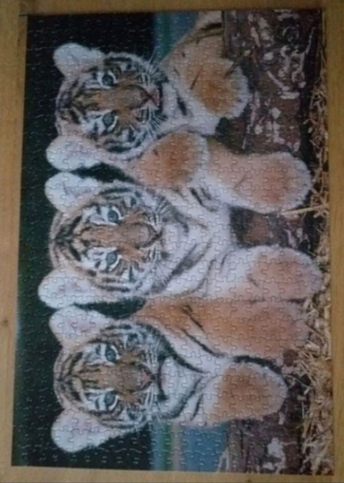 Puzzle " MB Trois tigres " 500 pièces. - photo numéro 2