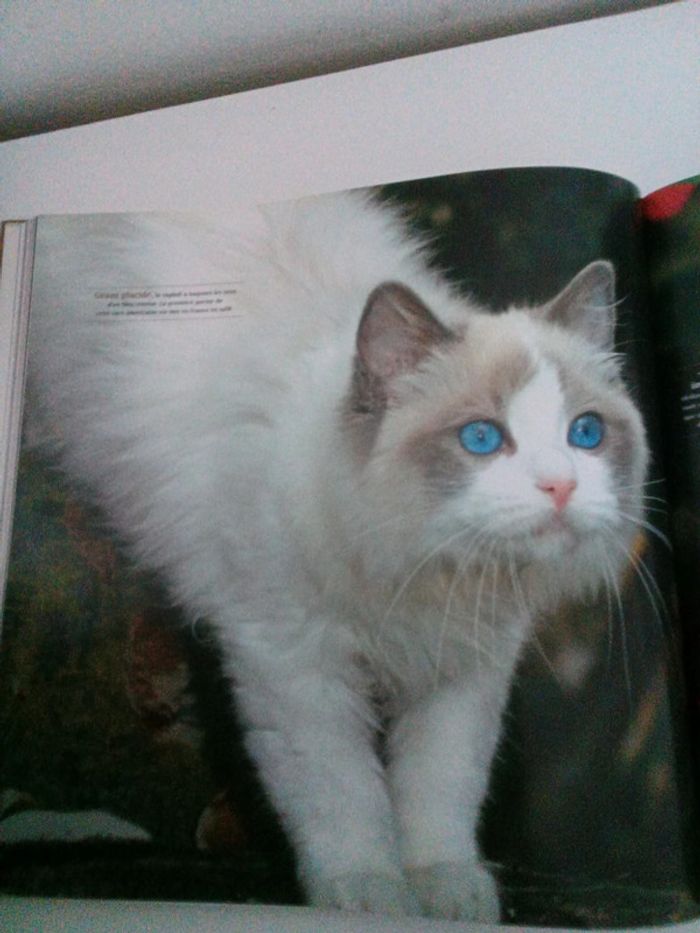 Sublimes chats - photo numéro 4