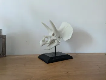 Crâne de triceratops sur socle