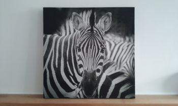 Toile sur cadre zèbre
