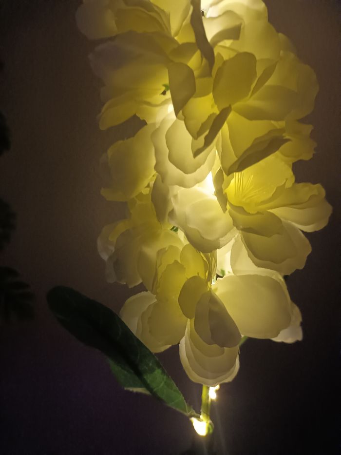 Fleurs solaire - photo numéro 8