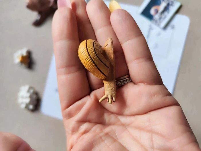 Kit cycle de vie d'un escargot Montessori - photo numéro 8