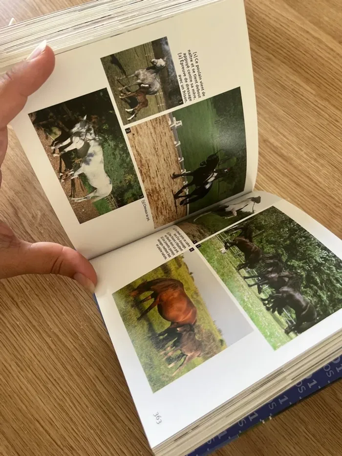 Les chevaux - photo numéro 4