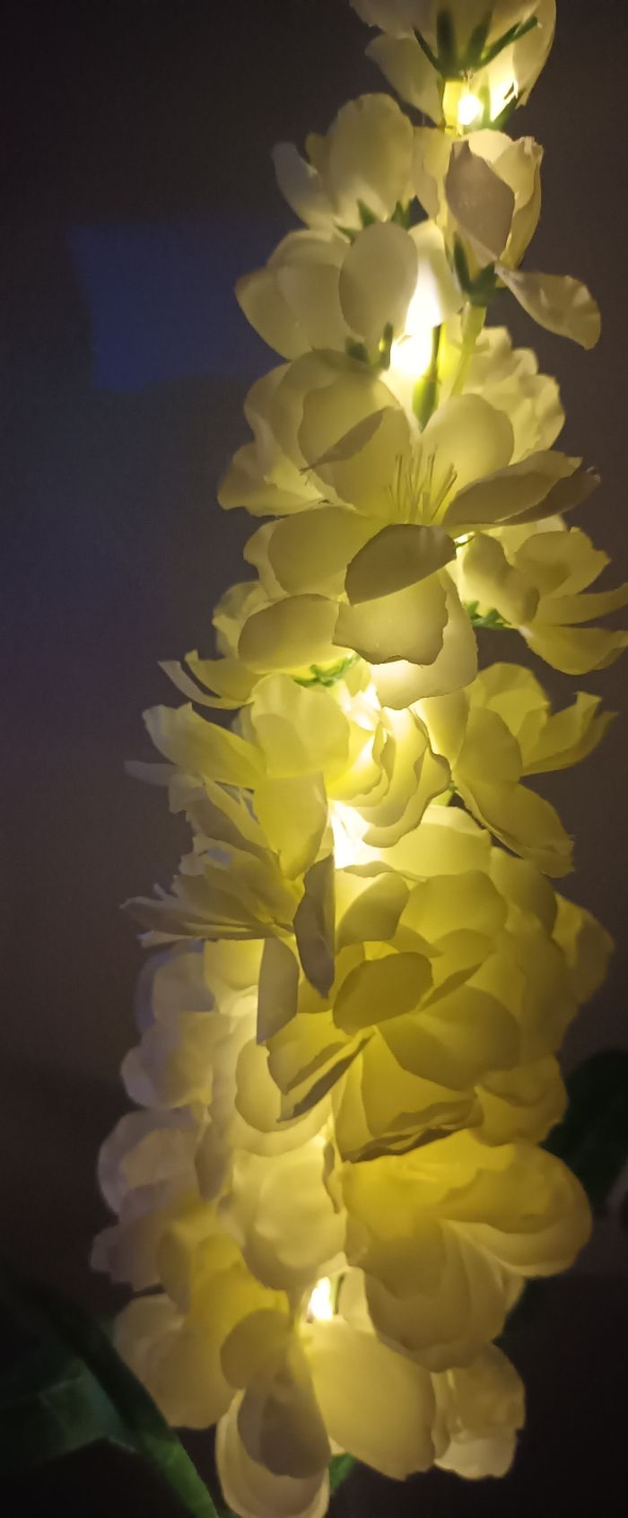 Fleurs solaire - photo numéro 4