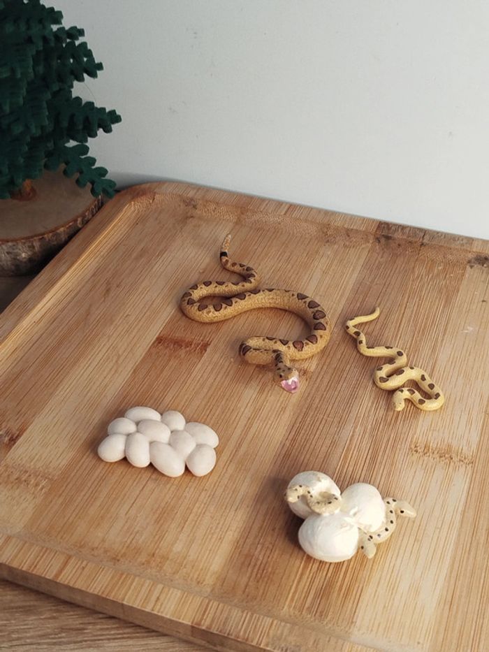 Figurine cycle de vie du serpent