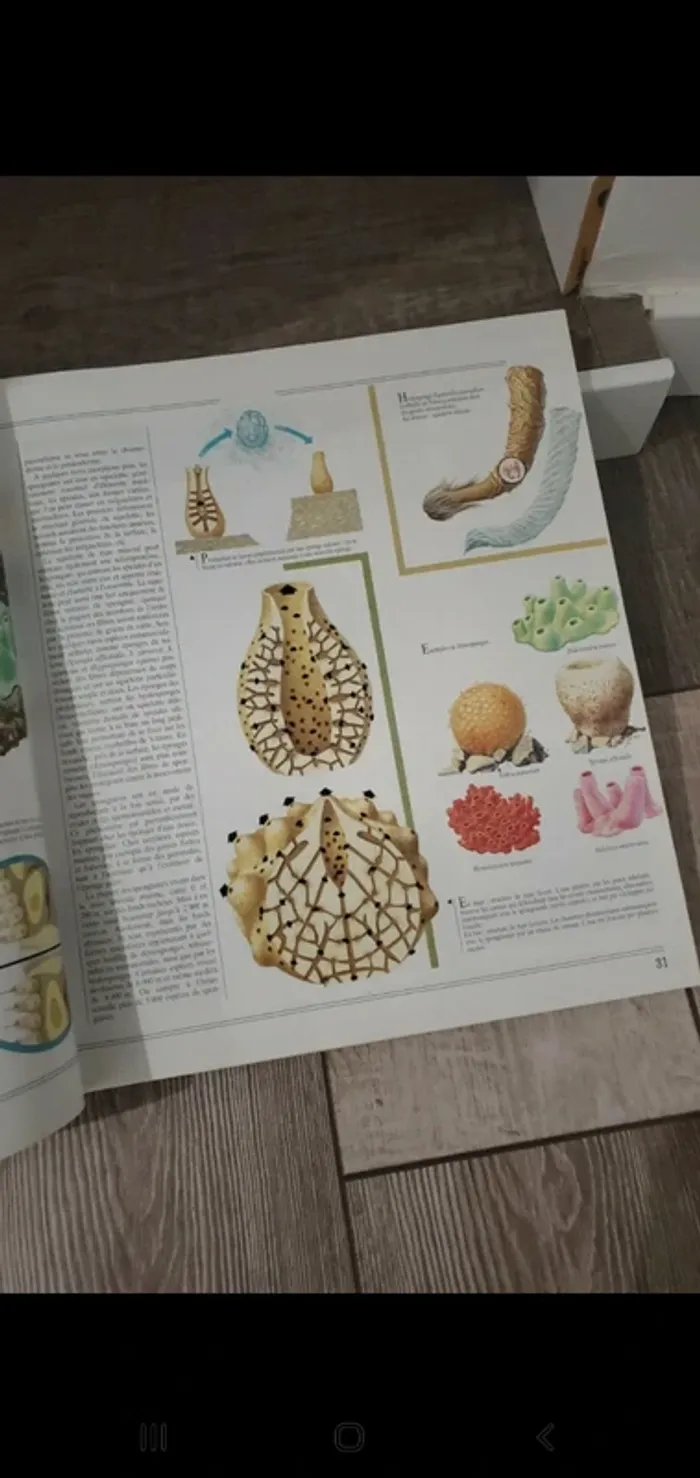 Encyclopédie des animaux de la mer - 1000 espèces dans leur milieu - photo numéro 6