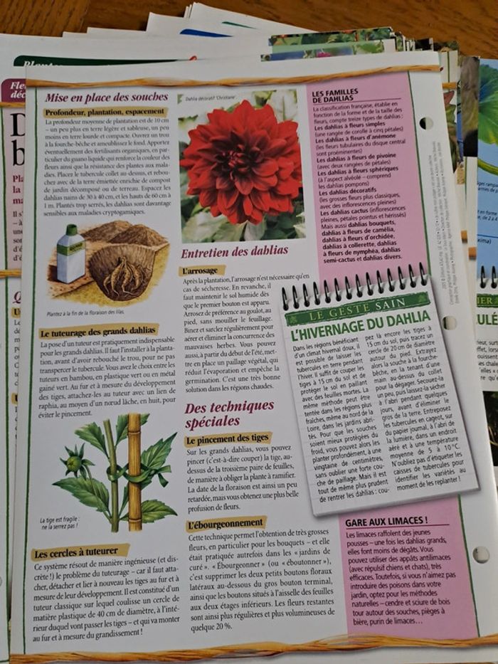 Fiches Atlas sur les plantes - photo numéro 3