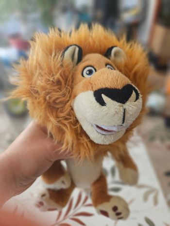 Lion Madagascar 